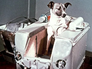 Laika, la verdadera historia del primer animal enviado al espacio