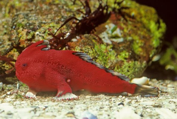 The Spotted  Handfish