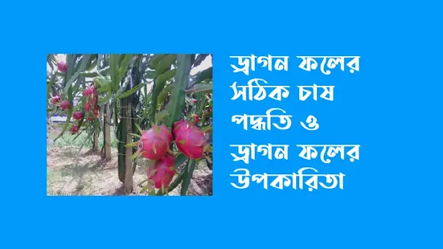 ড্রাগন ফলের উপকারিতা এবং ড্রাগন চাষের সঠিক পদ্ধতি