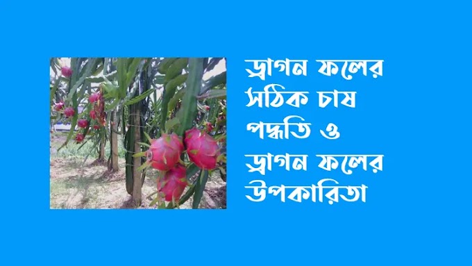  ড্রাগন ফলের উপকারিতা এবং ড্রাগন চাষের সঠিক পদ্ধতি