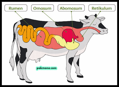 Proses pencernaan makanan pada hewan  ruminansia  secara 