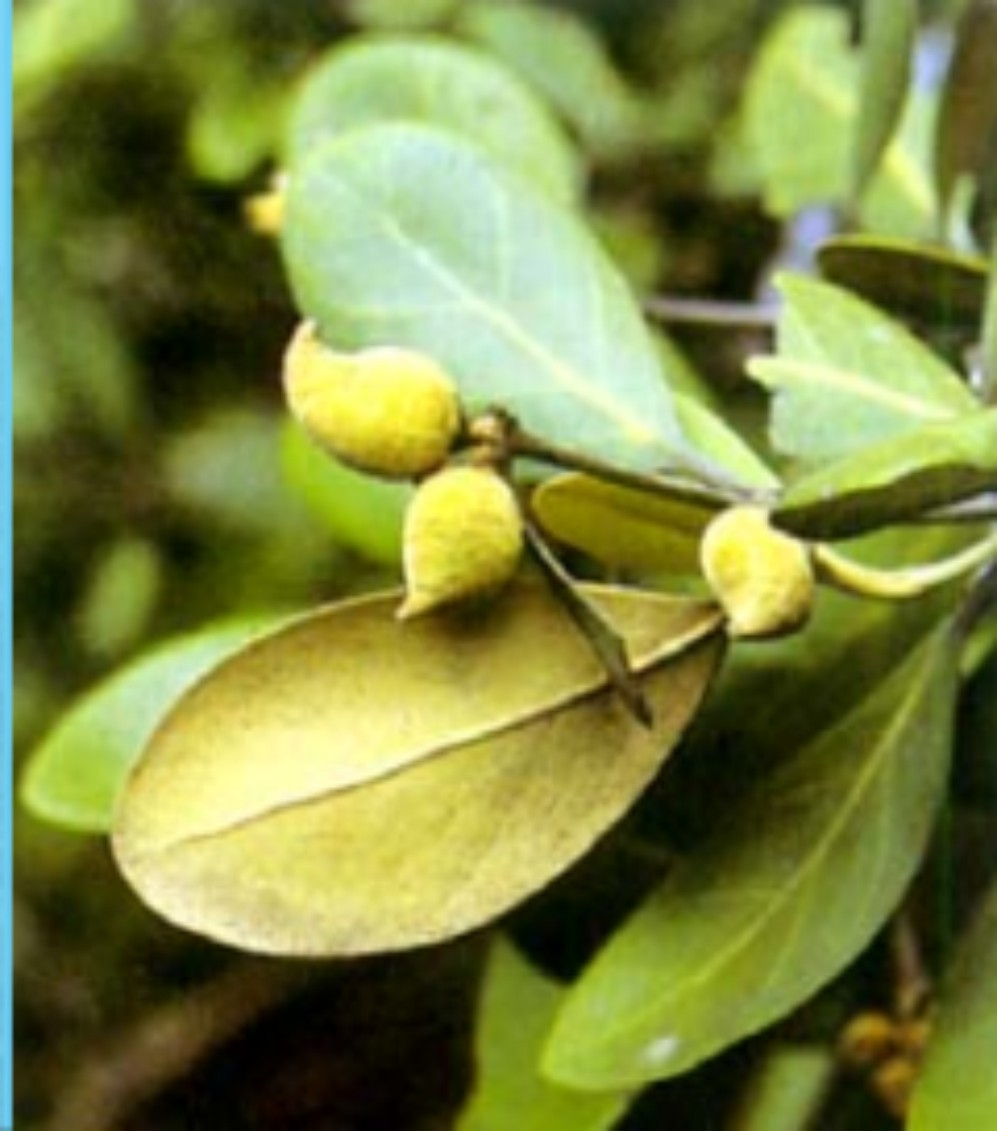 Mengenal Mangrove Avicennia lanata Ridley Lalaukan