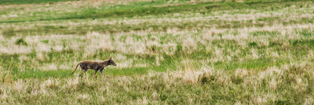 Coyote, Rocky Mountain Arsenal National Wildlife Refuge