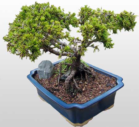 Bonsai Trees on Bonsai Trees Bonsai Review   Bonsai