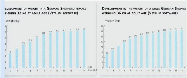 Sự phát triển về cân nặng của 1 chó Berger cái cân nặng 32 kg và 36 kg khi trưởng thành