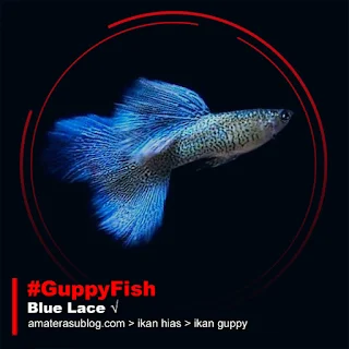 Jenis Ikan Guppy Terpopuler di Indonesia