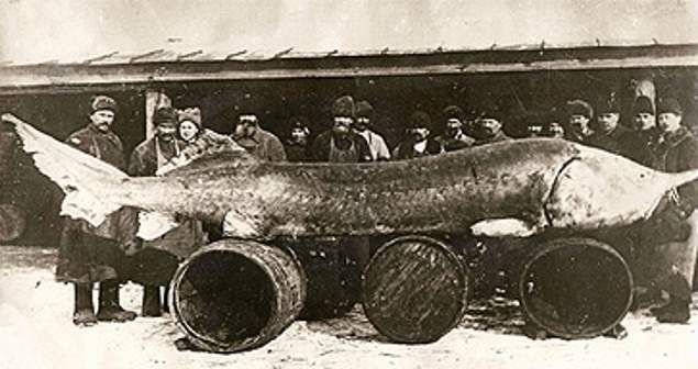 Giant Sturgeon