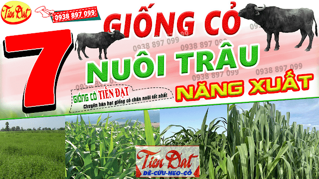 7 Loại giống cỏ nuôi trâu có năng suất cao nhất tại Việt Nam