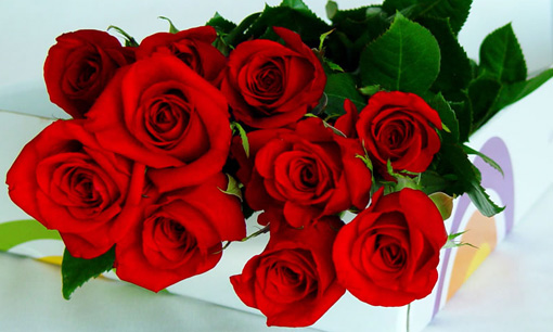 Procurar fotos: flores vermelhas Fotolia - fotos de flores vermelhas