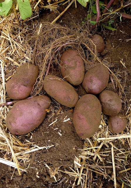 Blue Adirondack Potatoes