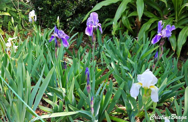 Dicas e cuidados sobre a Iris germanica