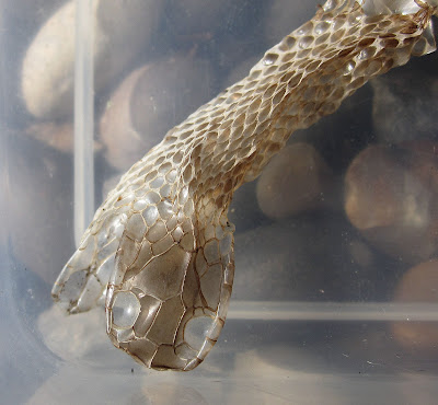 The head end of the cast skin of an adder, Vipera berus. 14 May 2011.