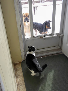 two dogs outside and cat in porch