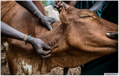 Jom lihat orang minum darah lembu