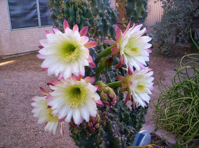 Koleksi Tanaman Hias Bunga  Kaktus Cactus  Flowers part 2