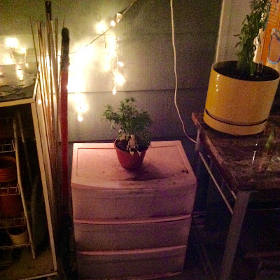 Marigold in Pot on Rubbermaid Storage Drawer for Garden Storage in Outdoor Urban Porch Garden