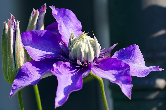How to Propagate Clematis from Layering and Cuttings