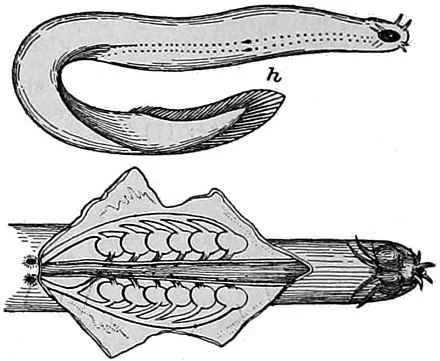 Bdellostoma Hag Fish
