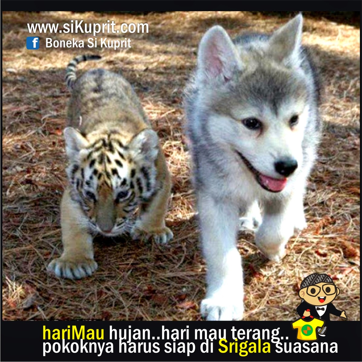 Motivasi Ala Kuprit Pagi Ini Tema Nya AnimaL Ada Macan Dan Srigala