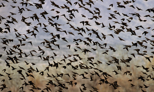 Ученые объяснили массовое падение птиц с неба в Карелии