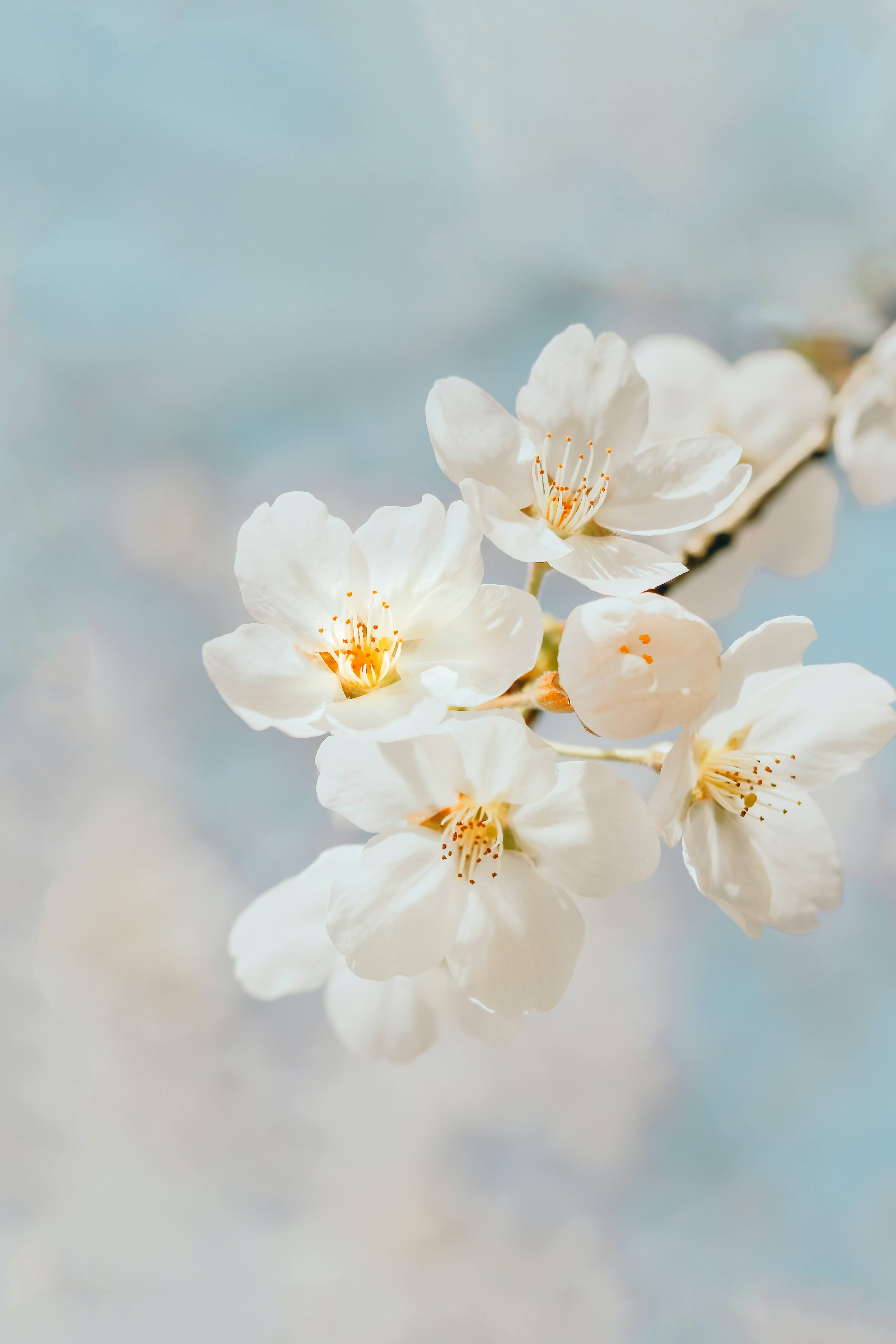 White Cherry Blossom in Close-Up Photography | Photo by J Lee via Unsplash