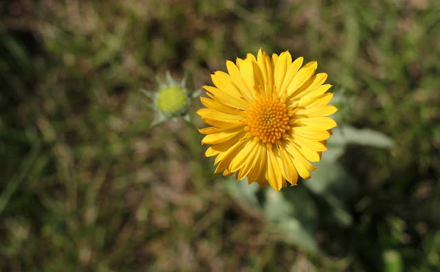 Gaillardia Grandiflora Mesa Yellow Flowers