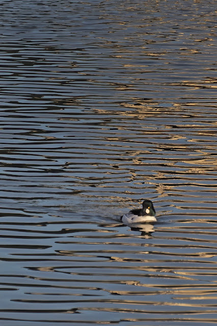 Lake Merritt, Oakland, California, Bird, birder, birdwatching, nature, photography, nature photography, Common Goldeneye