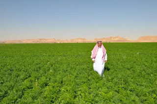 تعتبر السعودية من الدول الداعمة للاستثمار في القطاع الزراعي