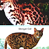Bengal Cat - Bengal Tiger House Cat