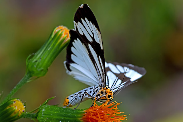 Nyctemera coleta the Marbled White Moth