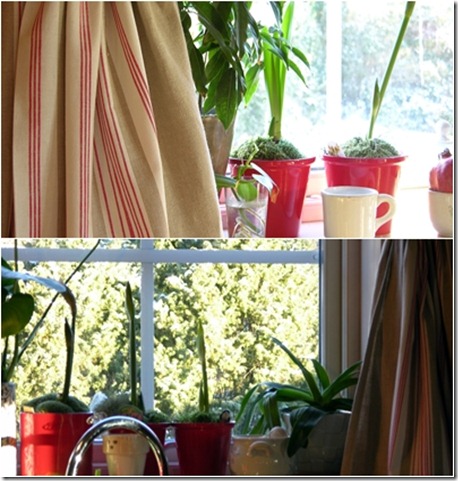 14  amaryllis