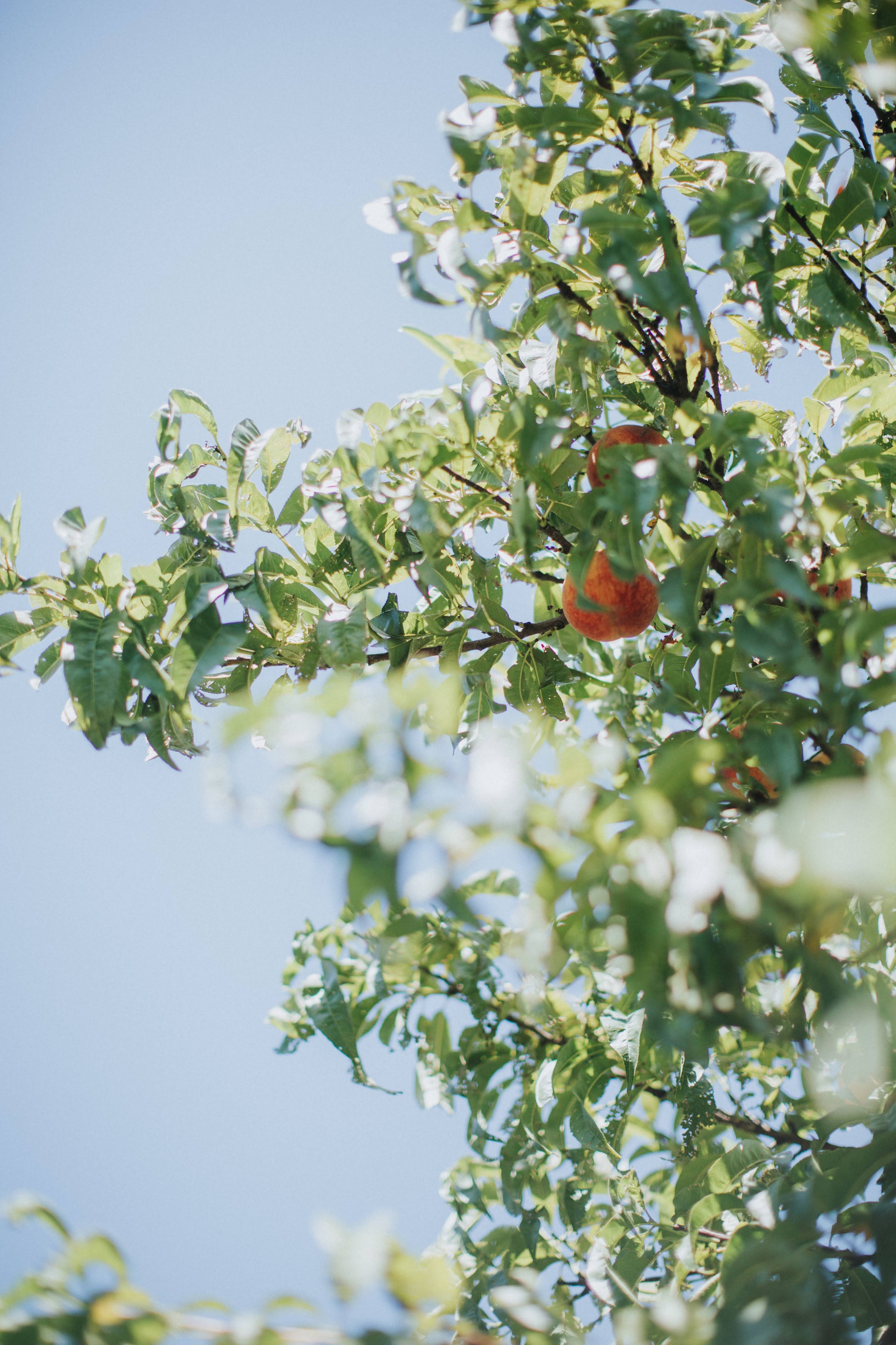 Red Fruit on Green Tree during Daytime | Photo by Mariah Krafft via Unsplash