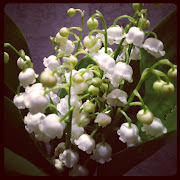 . 1er Mai en vous offrant ce joli bouquet de muguet fraîchement cueilli ! (muguet)