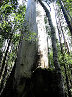 Giant Eucalyptus Trees of Tasmania