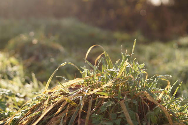 Photographs of weeds in December