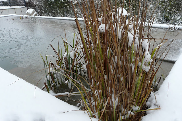 Schwimmteich im Winter