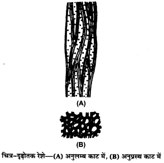 Solutions Class 11 जीव विज्ञान Chapter-6 (पुष्पी पादपों का शारीर)