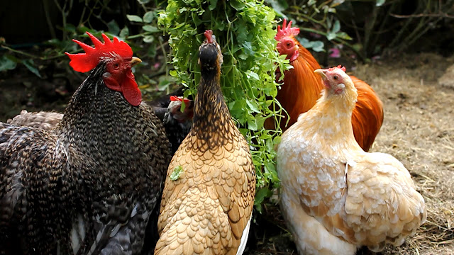 Cochin Pekin choosing chickens for a backyard