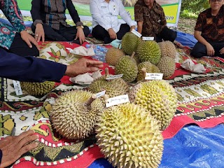  Cicipi Durian Madu Racun Khas Dari Solok Sumbar