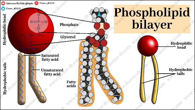 Phospholipid