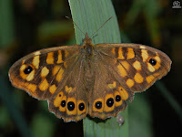 La maculada o mariposa de los muros (Pararge aegeria) 