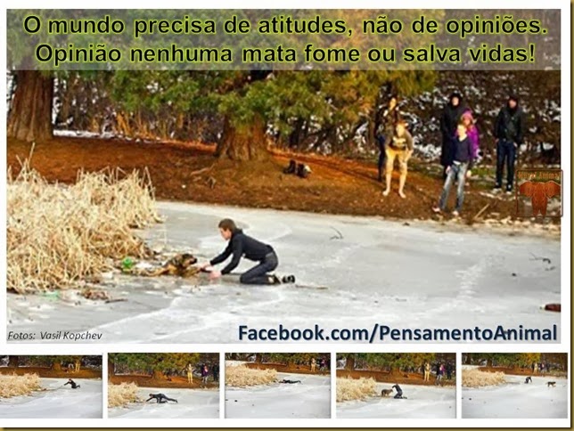 atitude-animal