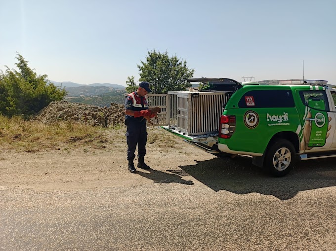 Tokat Orman Şefliği ekiplerince