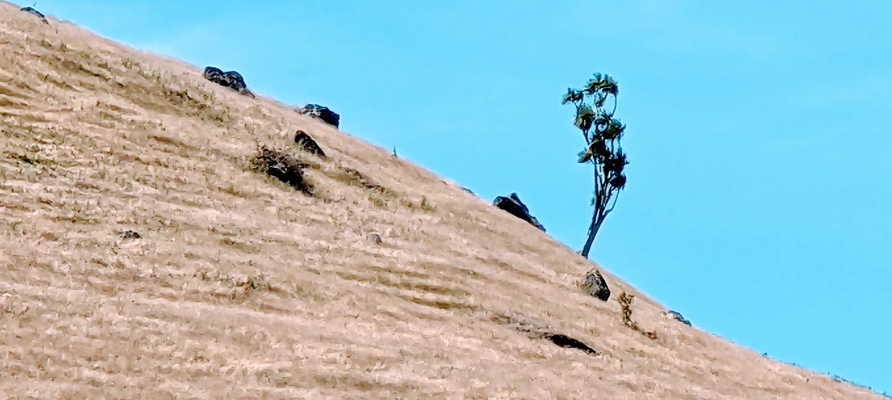 Single tree on the side of a hill with blue sky behind [edited photo]