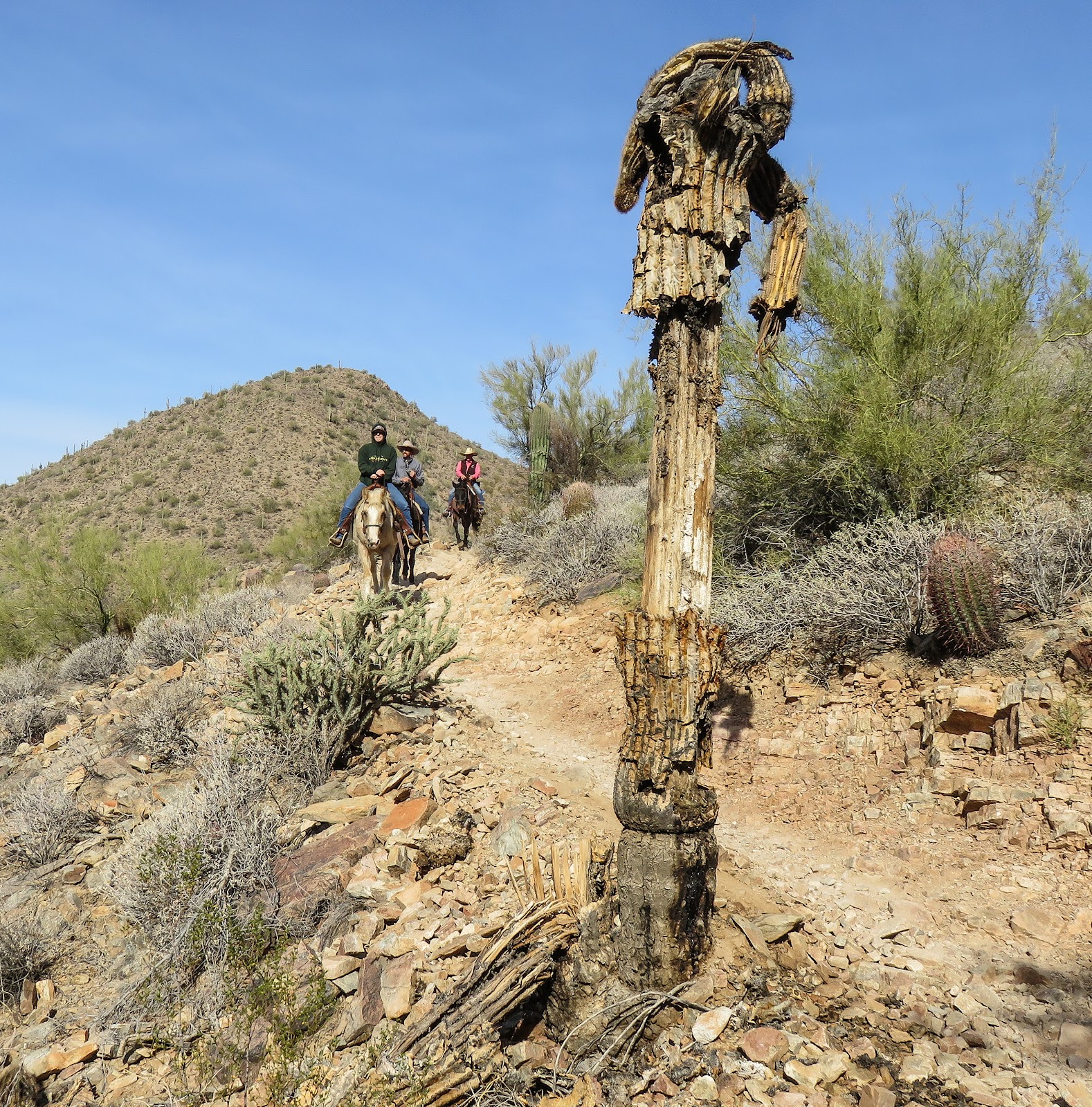 cactus-2016-12-11-21-18.jpg