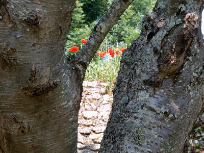 jiemve, coquelicot, arbre, mur