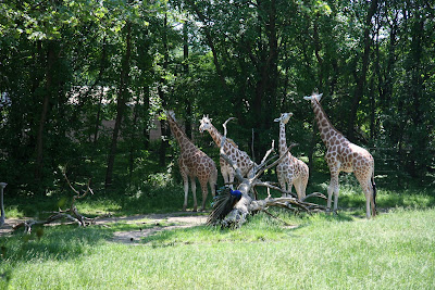 Bronx  on Bronx Zoo