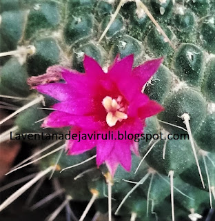 floración-mammillaria-spinosissima-var-un-pico