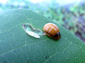 swamp milkweed leaf beetle larvae