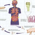 Siklus Hidup dari Taenia Solium